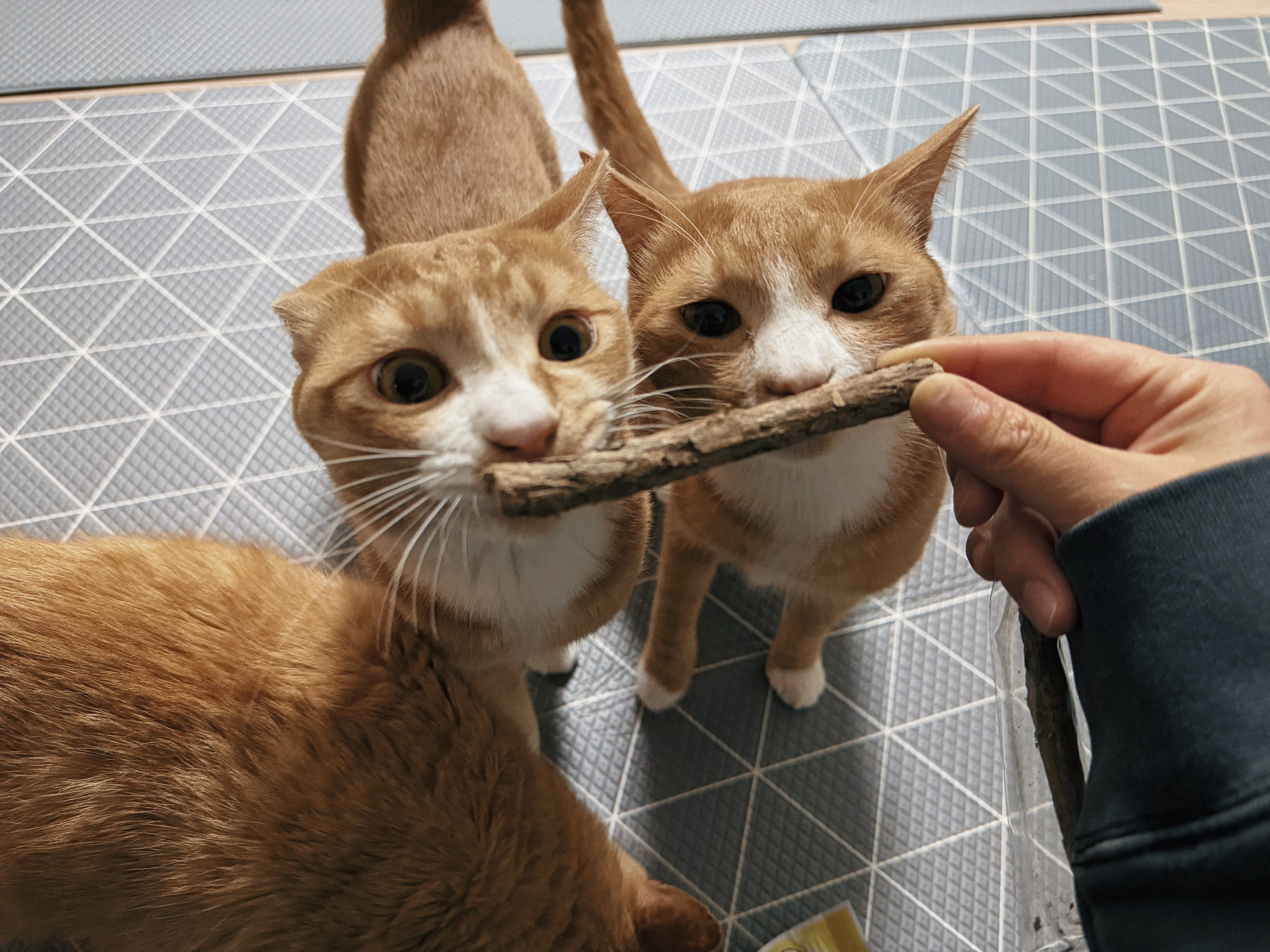 치즈-고양이-셋...한놈만-그림체가-다름-9-이미지