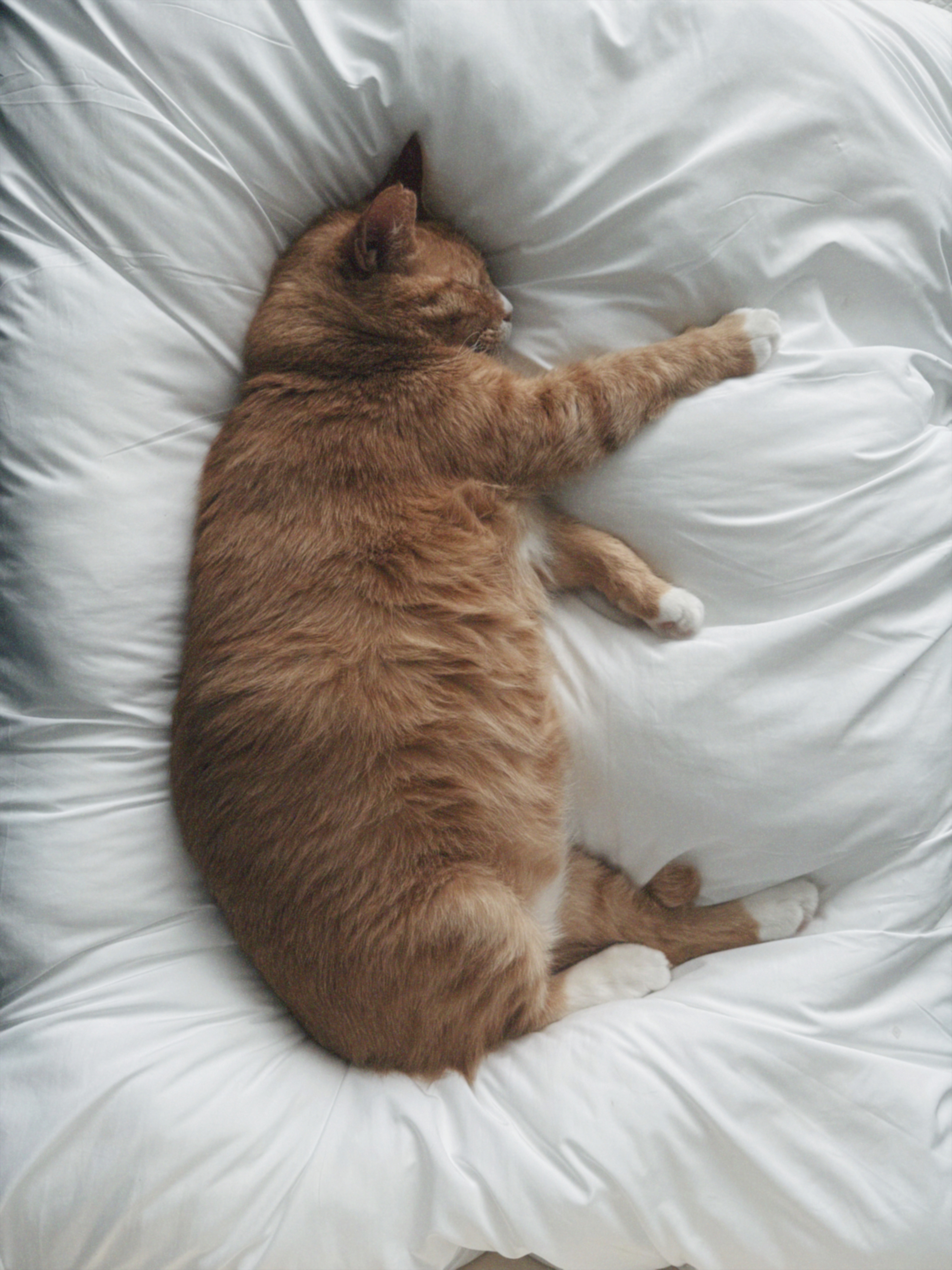 치즈-고양이-셋...한놈만-그림체가-다름-22-이미지