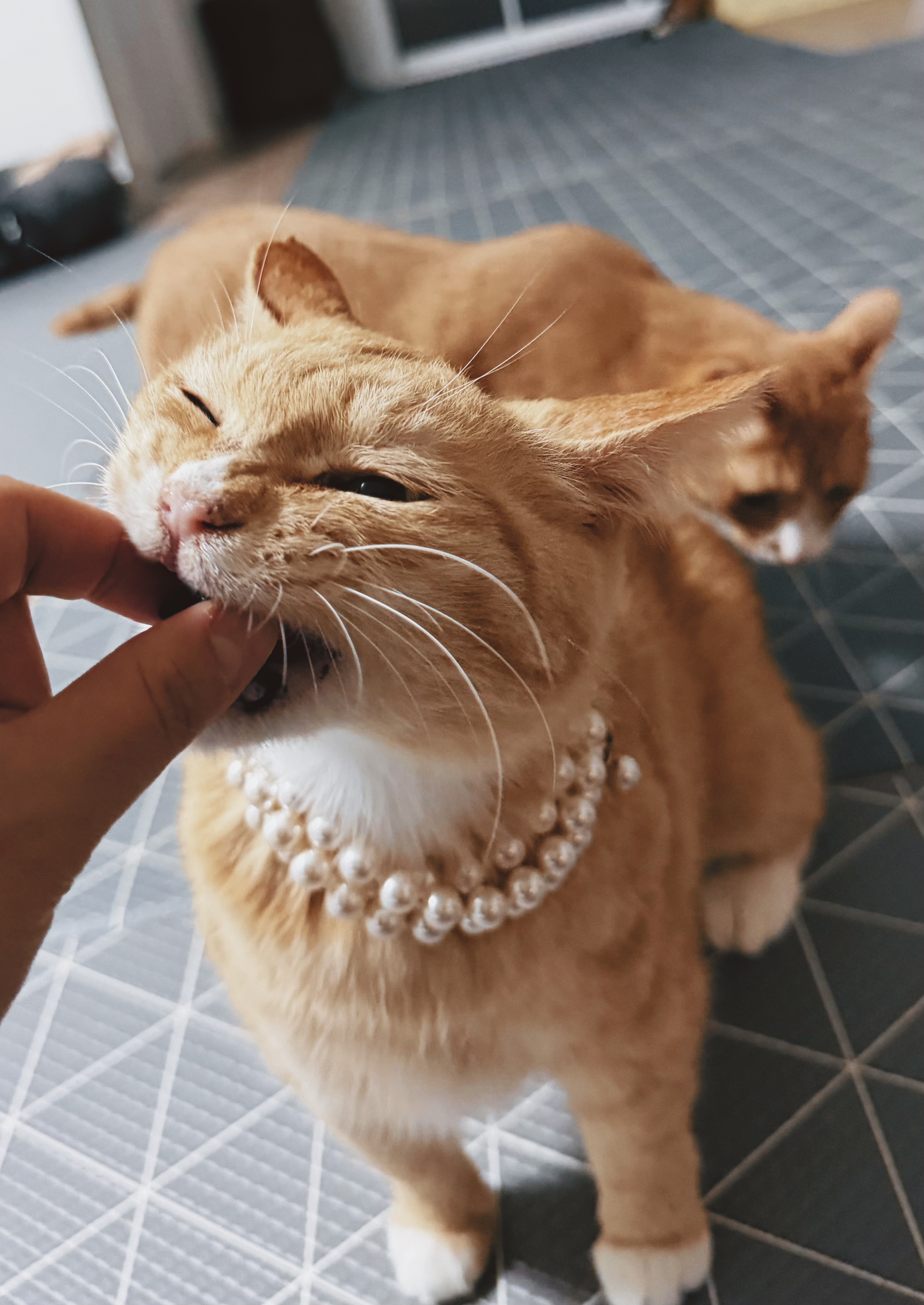 치즈-고양이-셋...한놈만-그림체가-다름-14-이미지