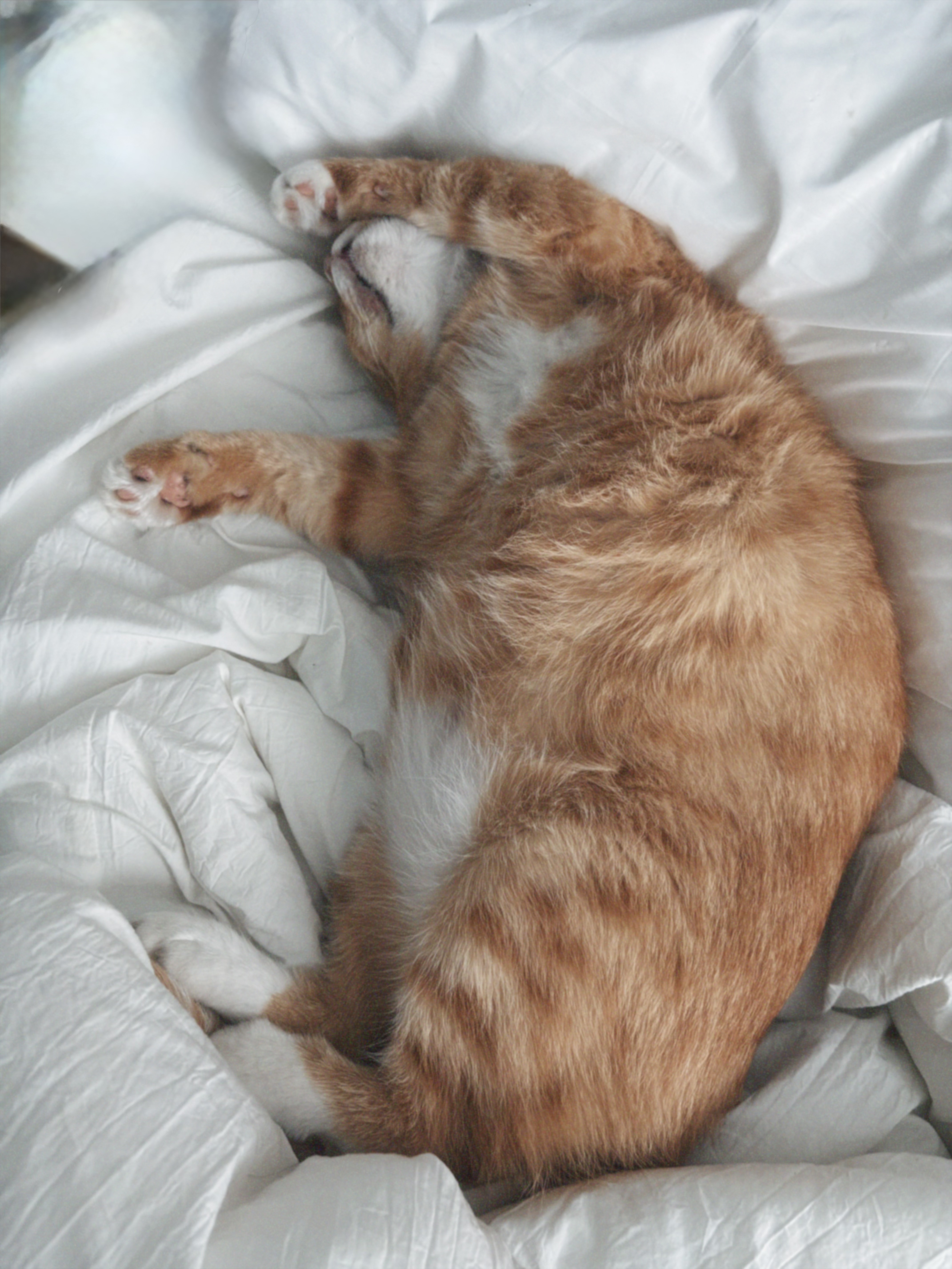 치즈-고양이-셋...한놈만-그림체가-다름-4-이미지