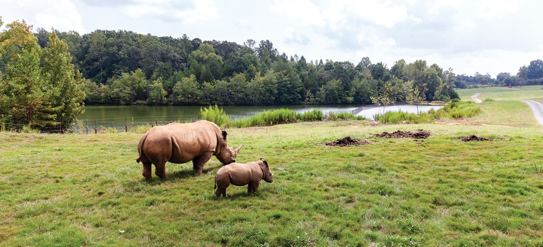 세계에서-가장-큰-사파리-동물원---미국-NC-Zoo-9-이미지