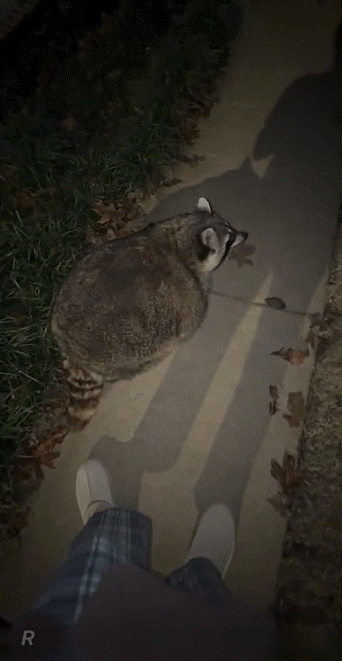 야밤에-마당에-발견된-뚱라쿤.gif-3-이미지