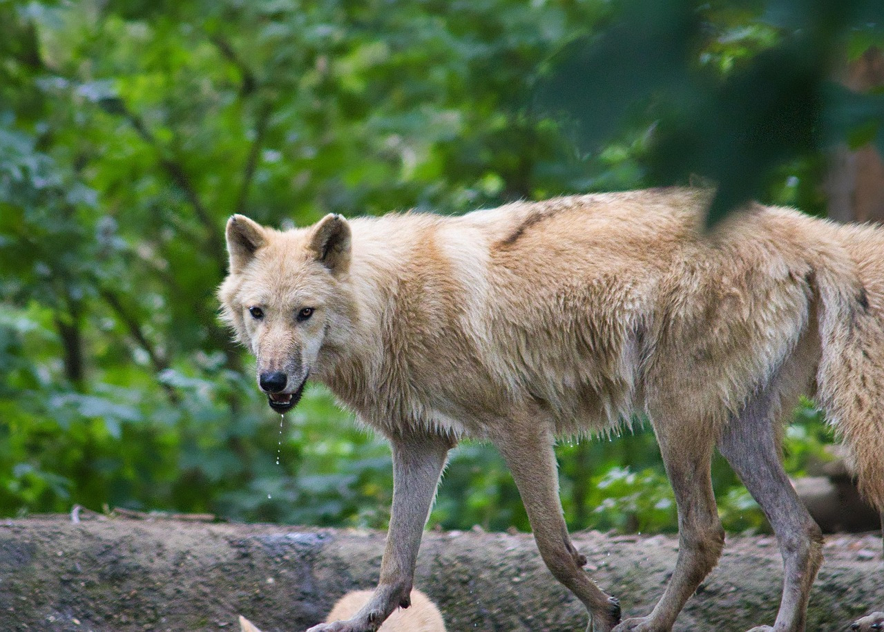 개가-사람을-좋아하게-된-찐-이유-3-이미지