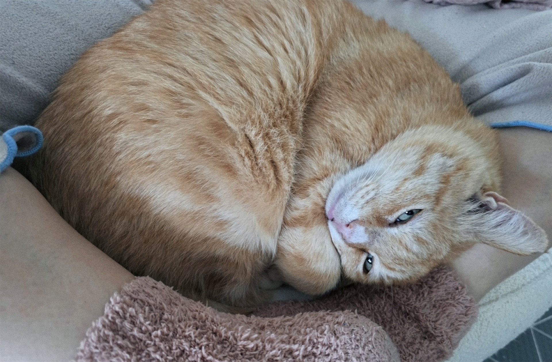 치즈-고양이-셋...한놈만-그림체가-다름-2-이미지