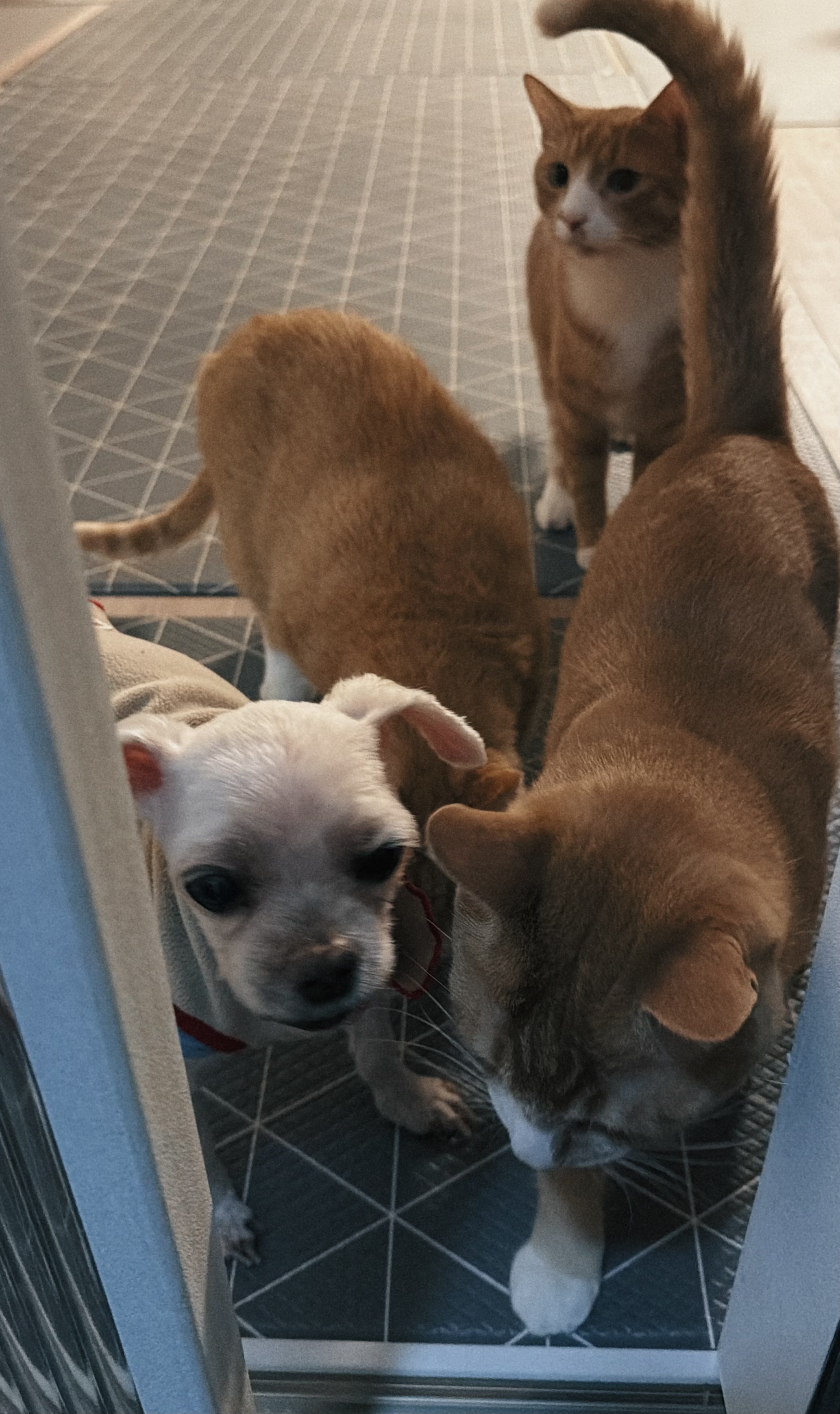 치즈-고양이-셋...한놈만-그림체가-다름-12-이미지