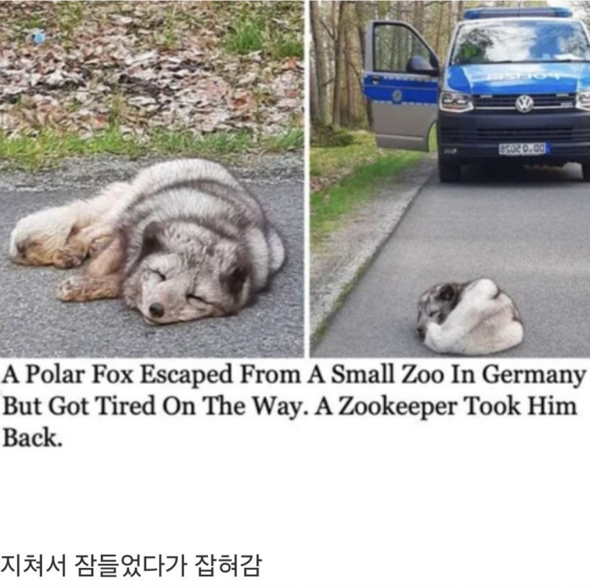 독일-동물원에서-탈출한-북극여우-0-이미지