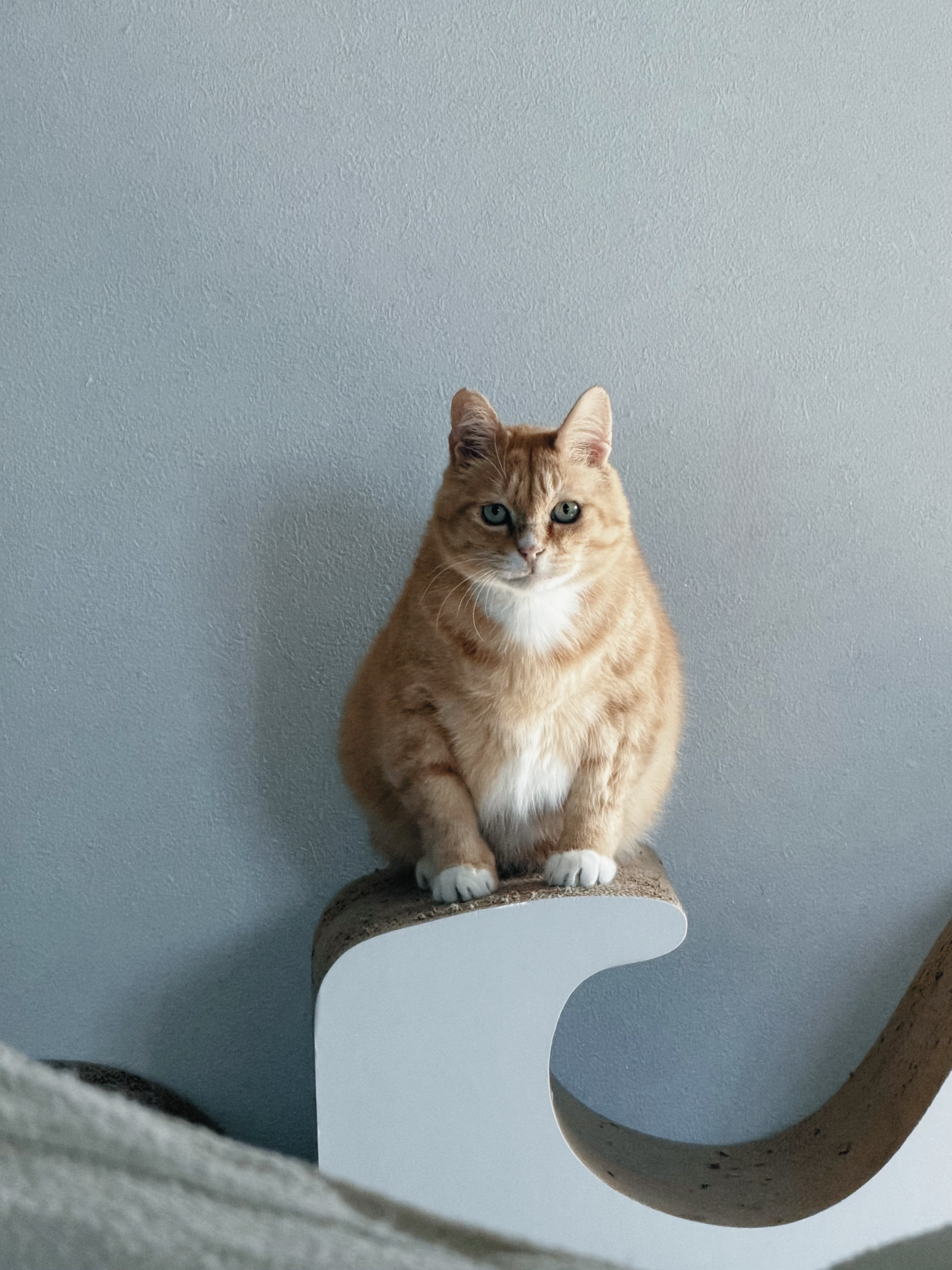 치즈-고양이-셋...한놈만-그림체가-다름-10-이미지