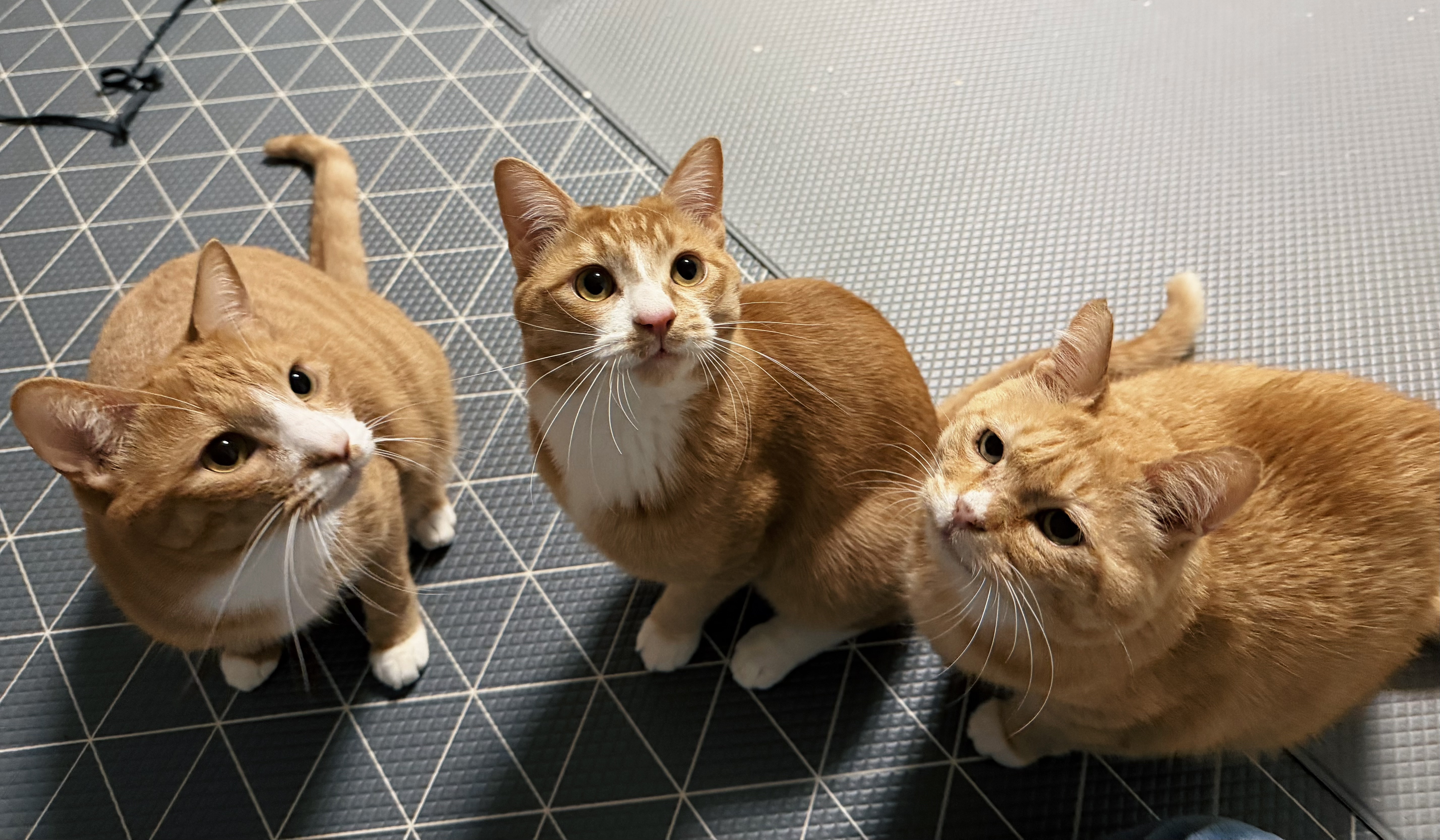 치즈-고양이-셋...한놈만-그림체가-다름-18-이미지