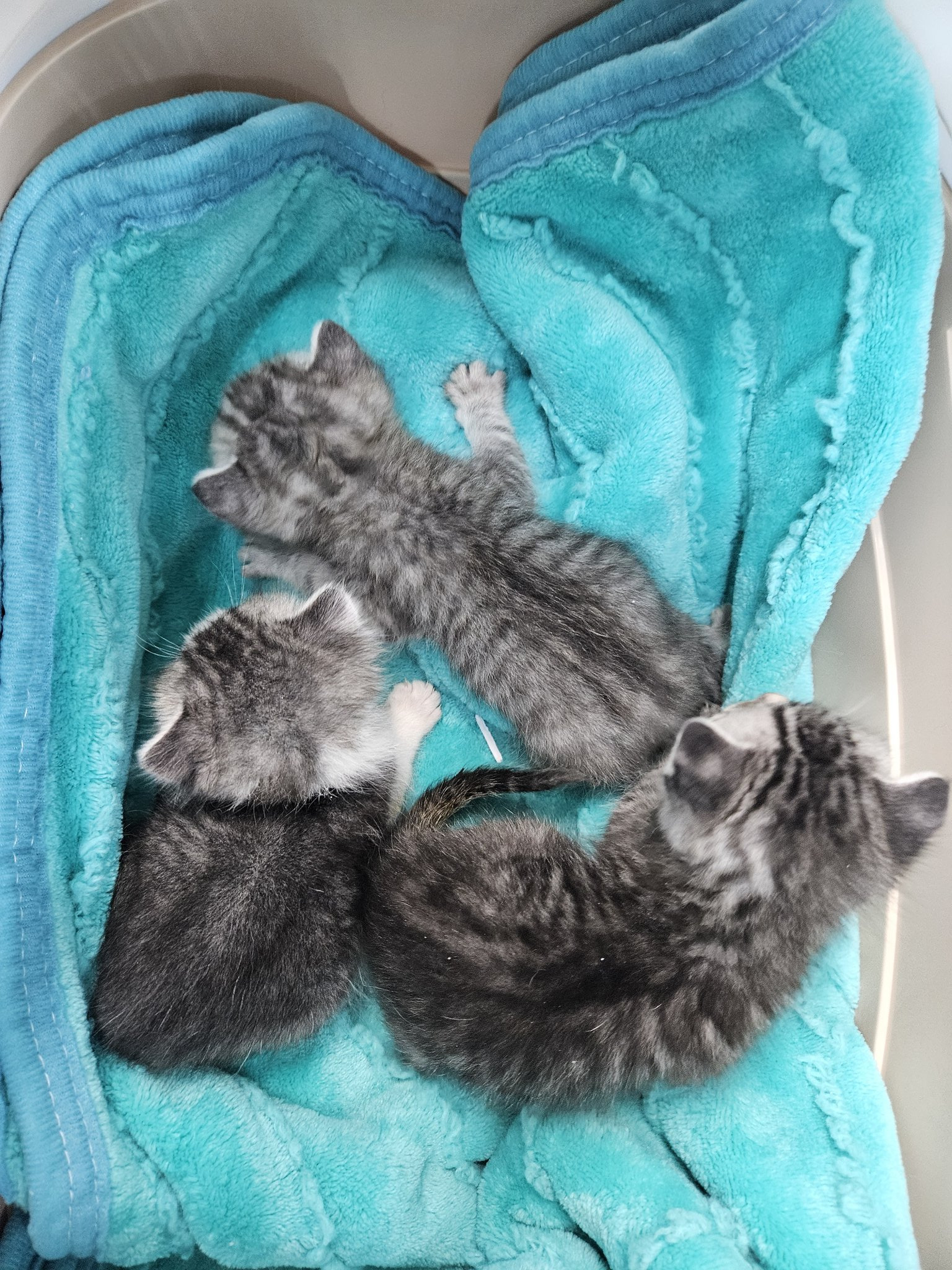 배가-너무-볼록해서-엑스레이-찍은-고양이-2-이미지