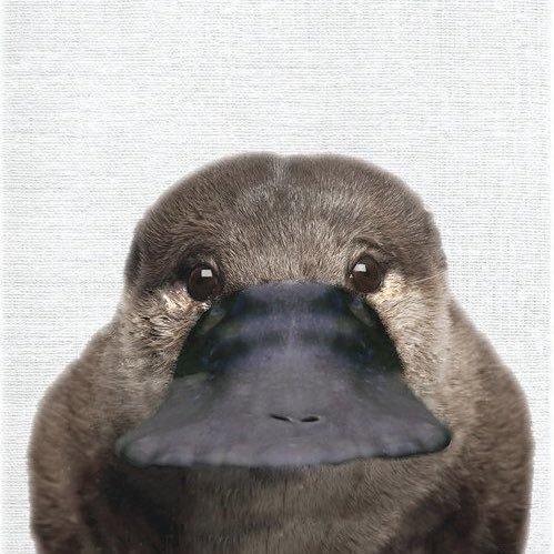 오리너구리-정면사진-0-이미지