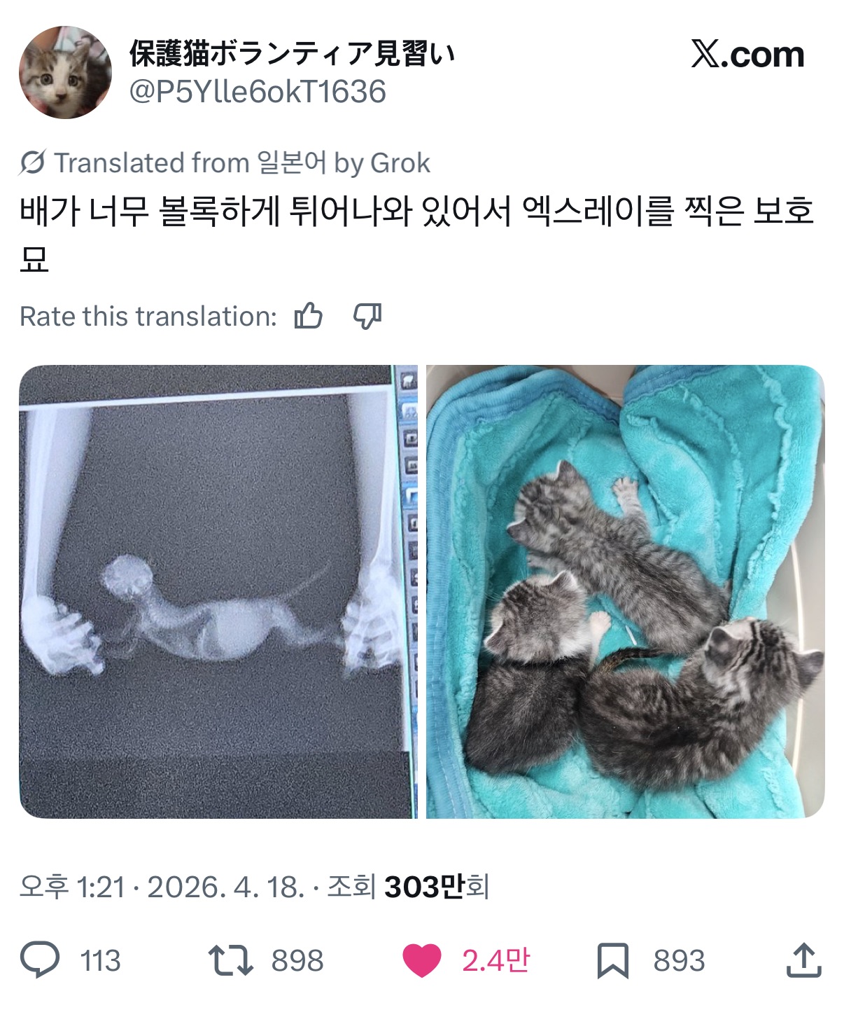 배가-너무-볼록해서-엑스레이-찍은-고양이-0-이미지