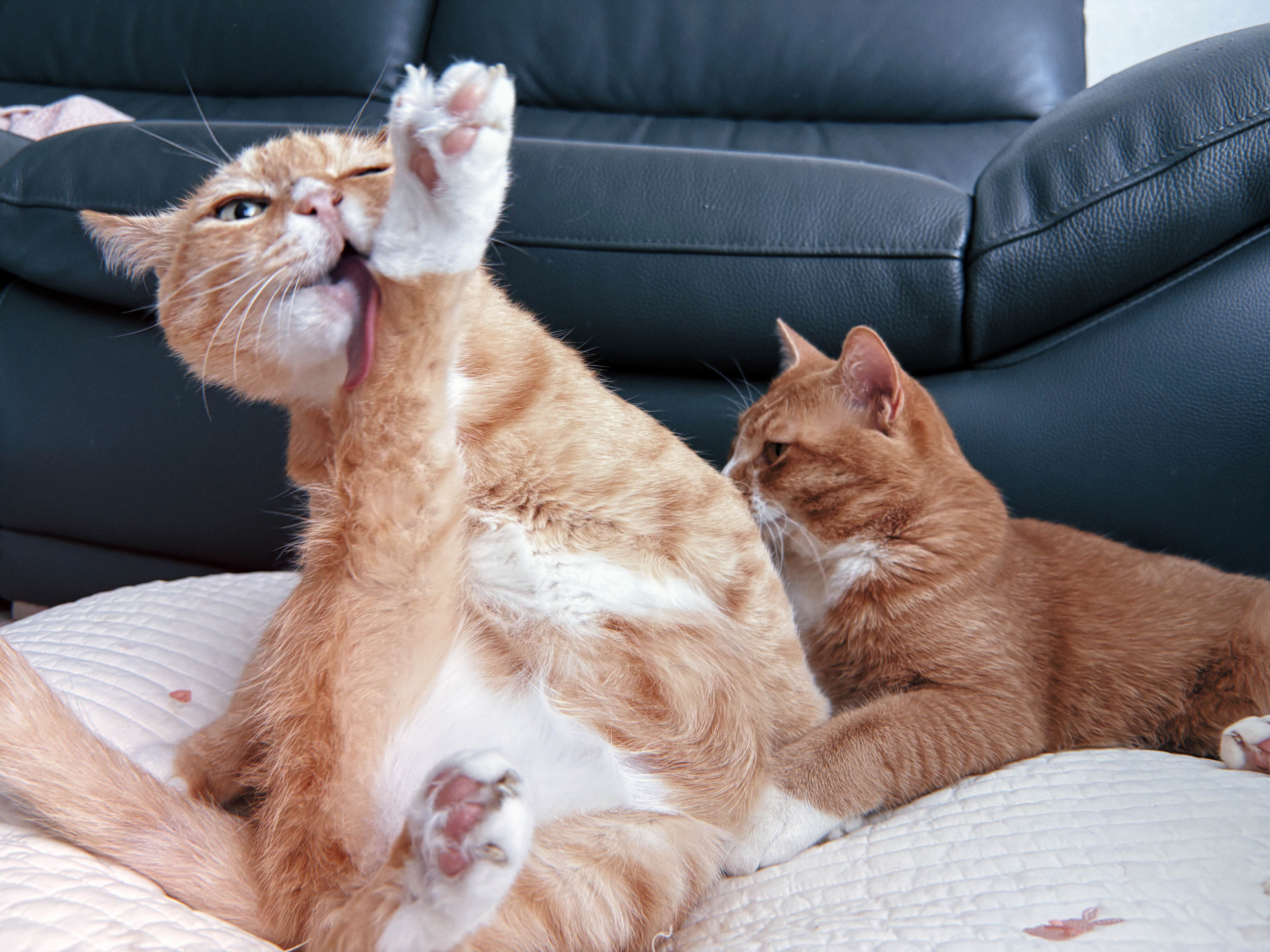 치즈-고양이-셋...한놈만-그림체가-다름-6-이미지