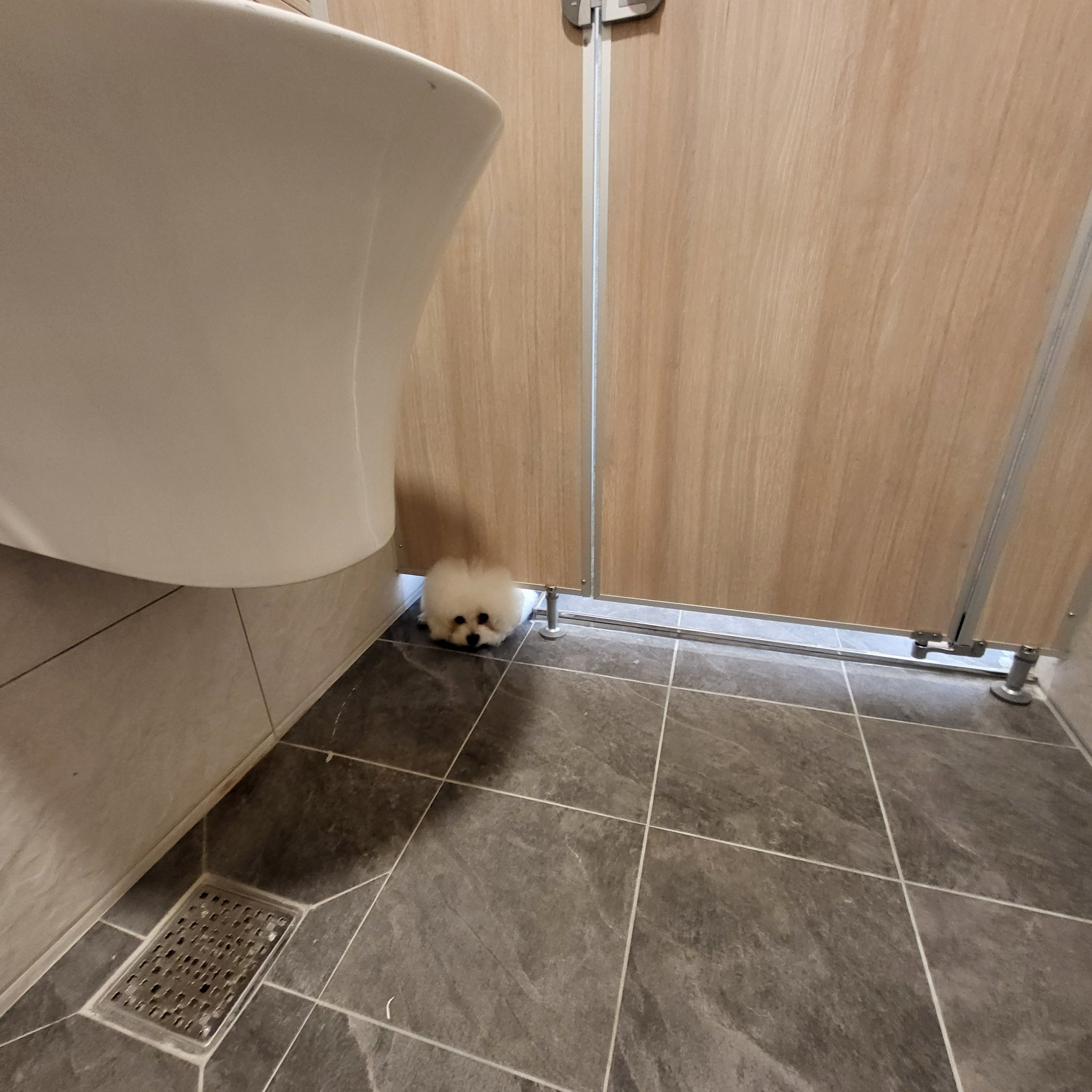 화장실-매니절-부른적-없다고...twt-1-이미지