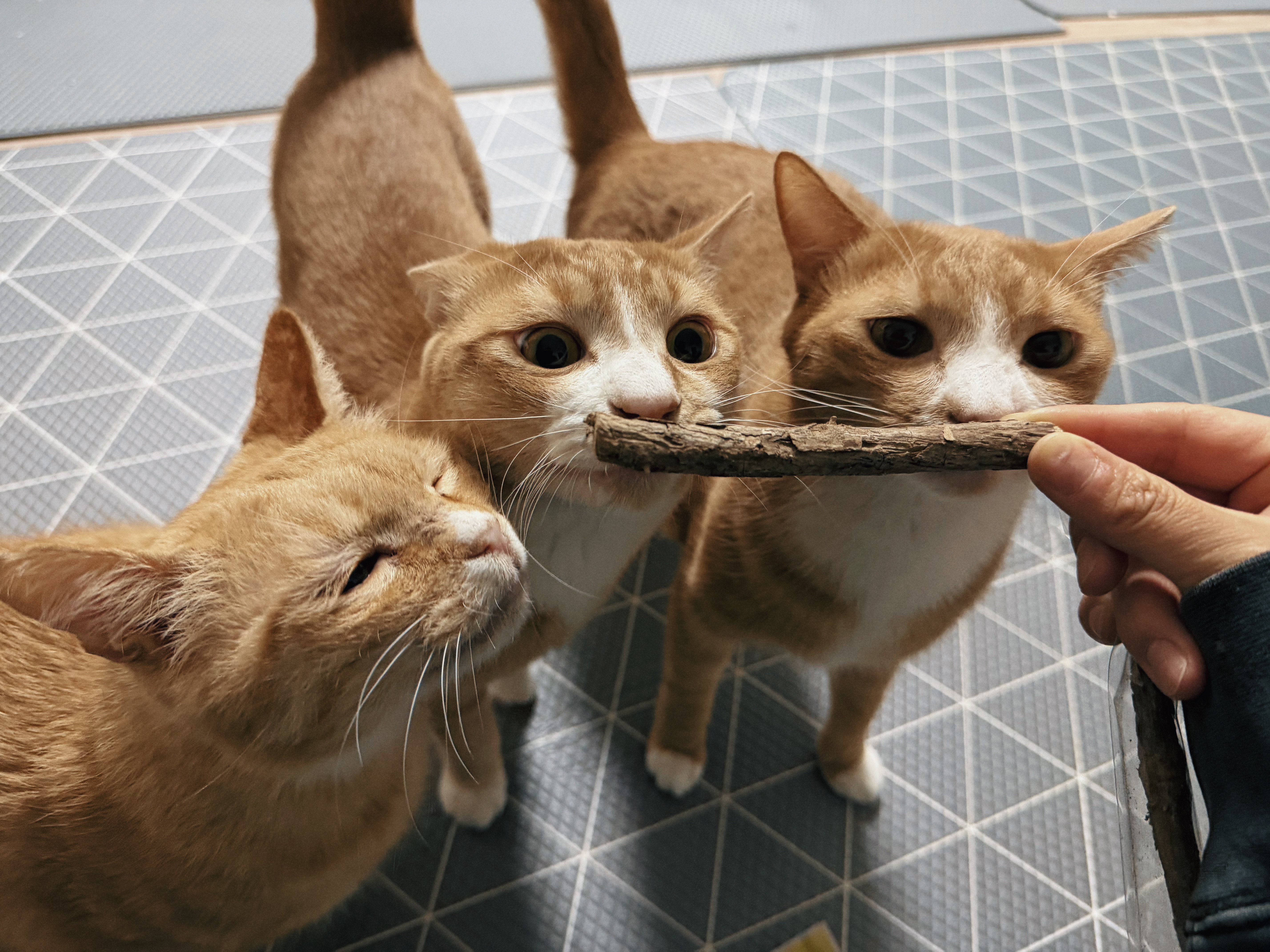 치즈-고양이-셋...한놈만-그림체가-다름-8-이미지