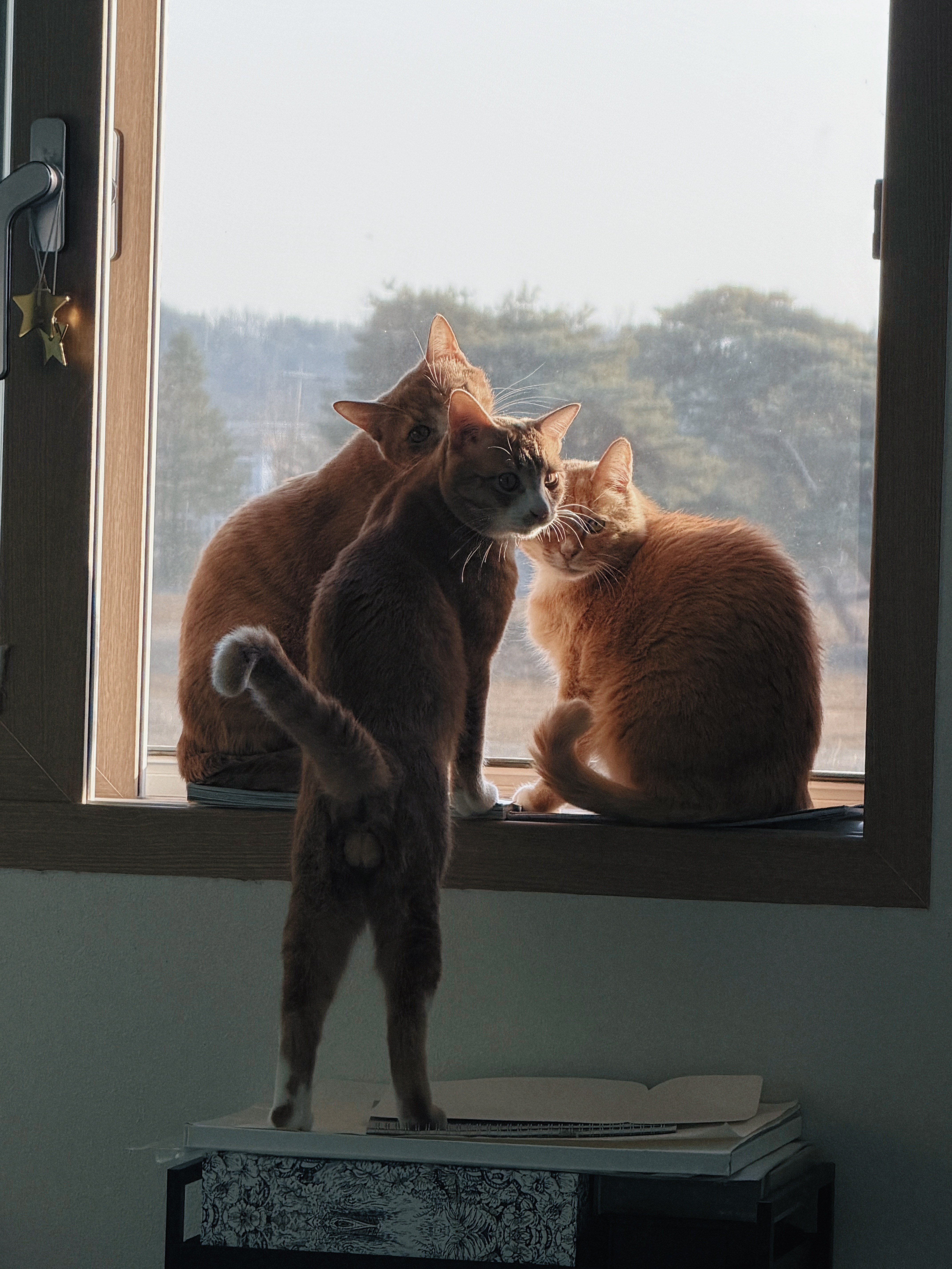 치즈-고양이-셋...한놈만-그림체가-다름-11-이미지