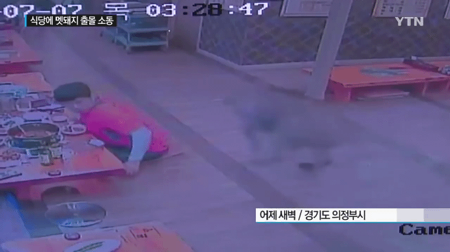 감자탕-먹다가-멧돼지가-처들어옴-0-이미지