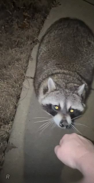 야밤에-마당에-발견된-뚱라쿤.gif-2-이미지