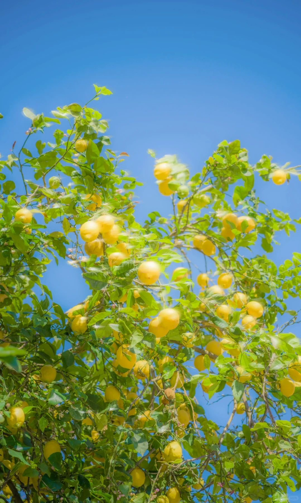 여름이-올랑말랑-직전의-봄에-쓰기-좋은-배경화면-모음-☀️🌸🌿-11-이미지