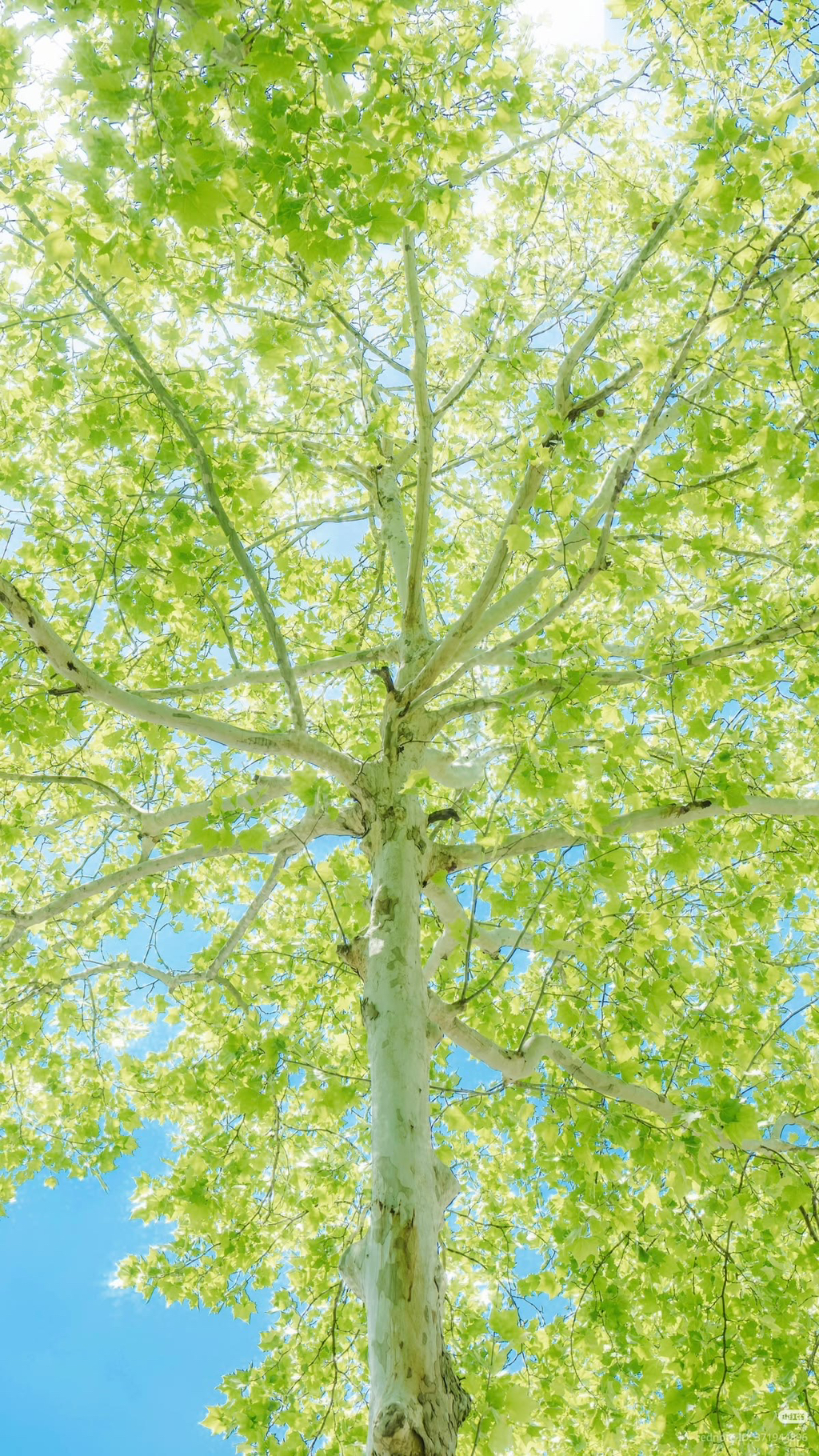 여름이-올랑말랑-직전의-봄에-쓰기-좋은-배경화면-모음-☀️🌸🌿-14-이미지