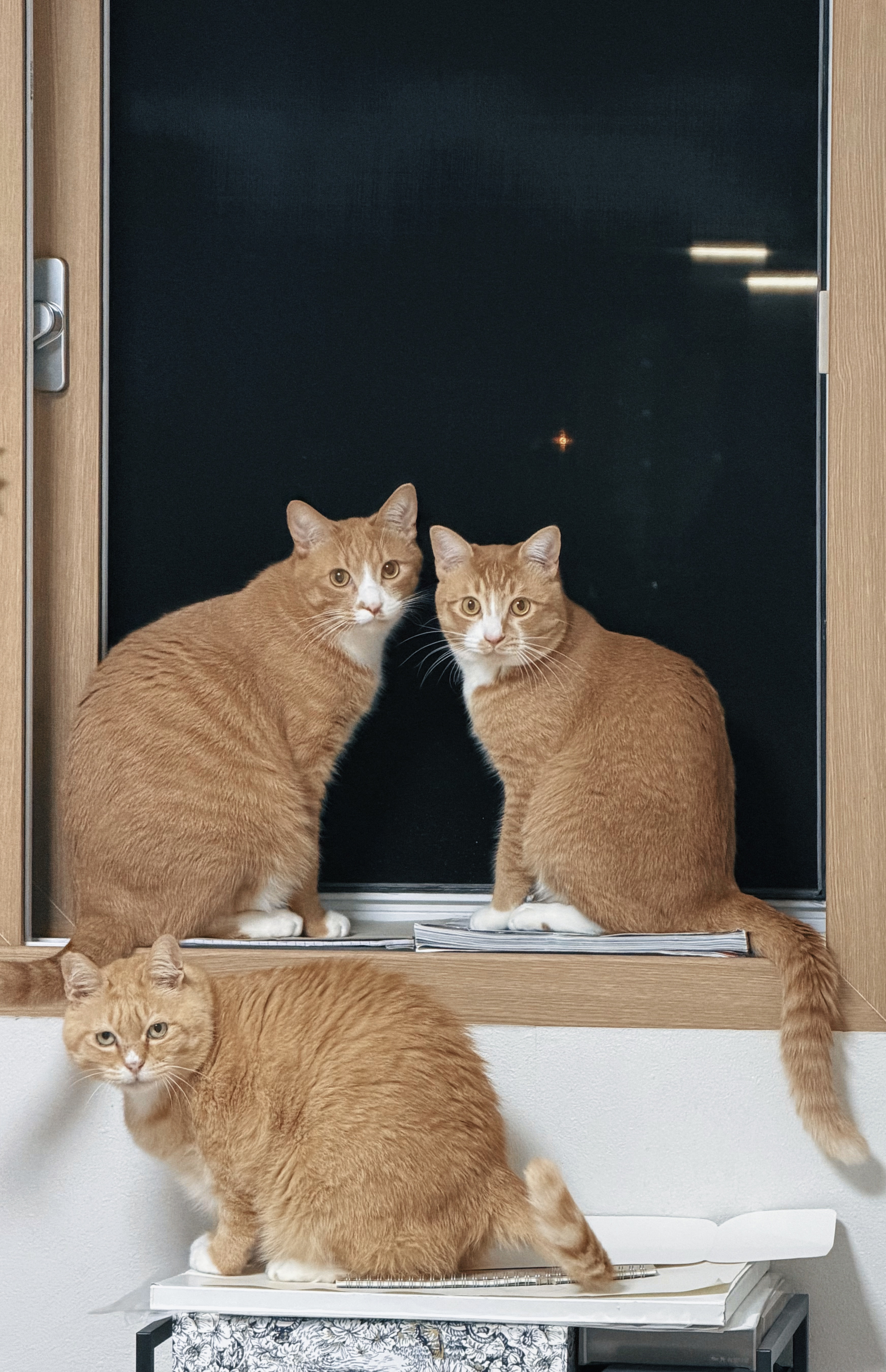 치즈-고양이-셋...한놈만-그림체가-다름-5-이미지