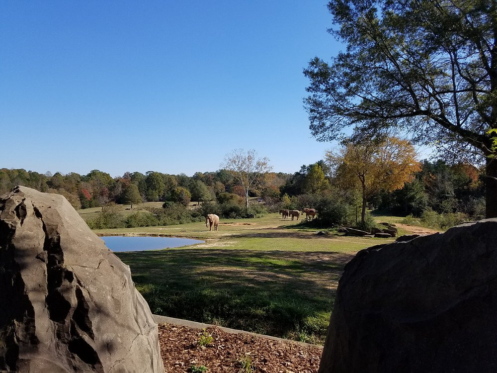 세계에서-가장-큰-사파리-동물원---미국-NC-Zoo-5-이미지