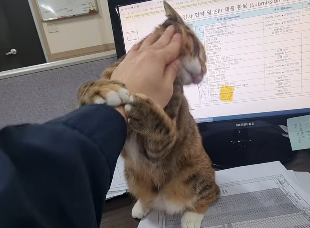 회사에서-고양이랑-숨막히는-싸움...-0-이미지