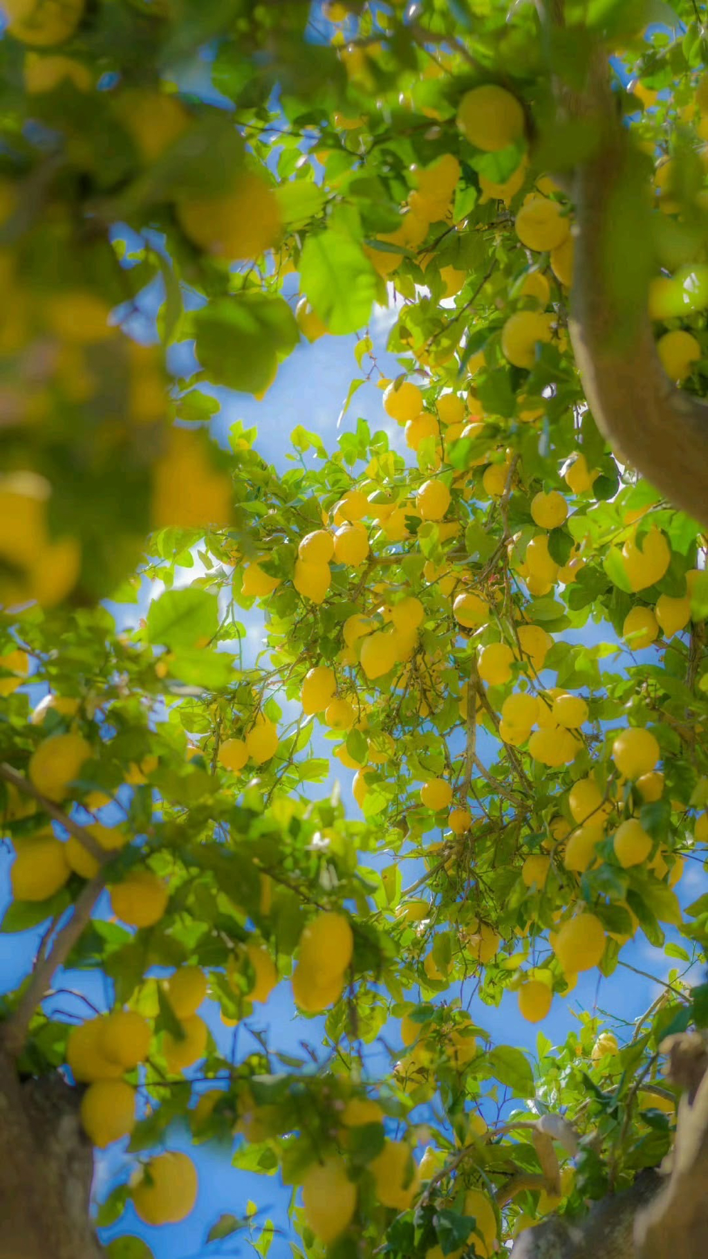 여름이-올랑말랑-직전의-봄에-쓰기-좋은-배경화면-모음-☀️🌸🌿-12-이미지