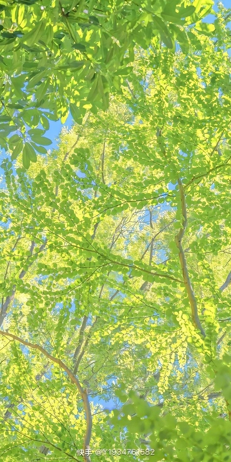 여름이-올랑말랑-직전의-봄에-쓰기-좋은-배경화면-모음-☀️🌸🌿-10-이미지