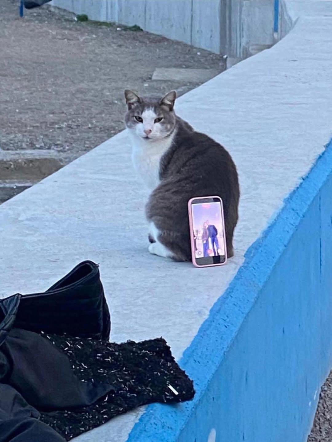 터키에서-삼각대-대신-쓰인-고양이-1-이미지