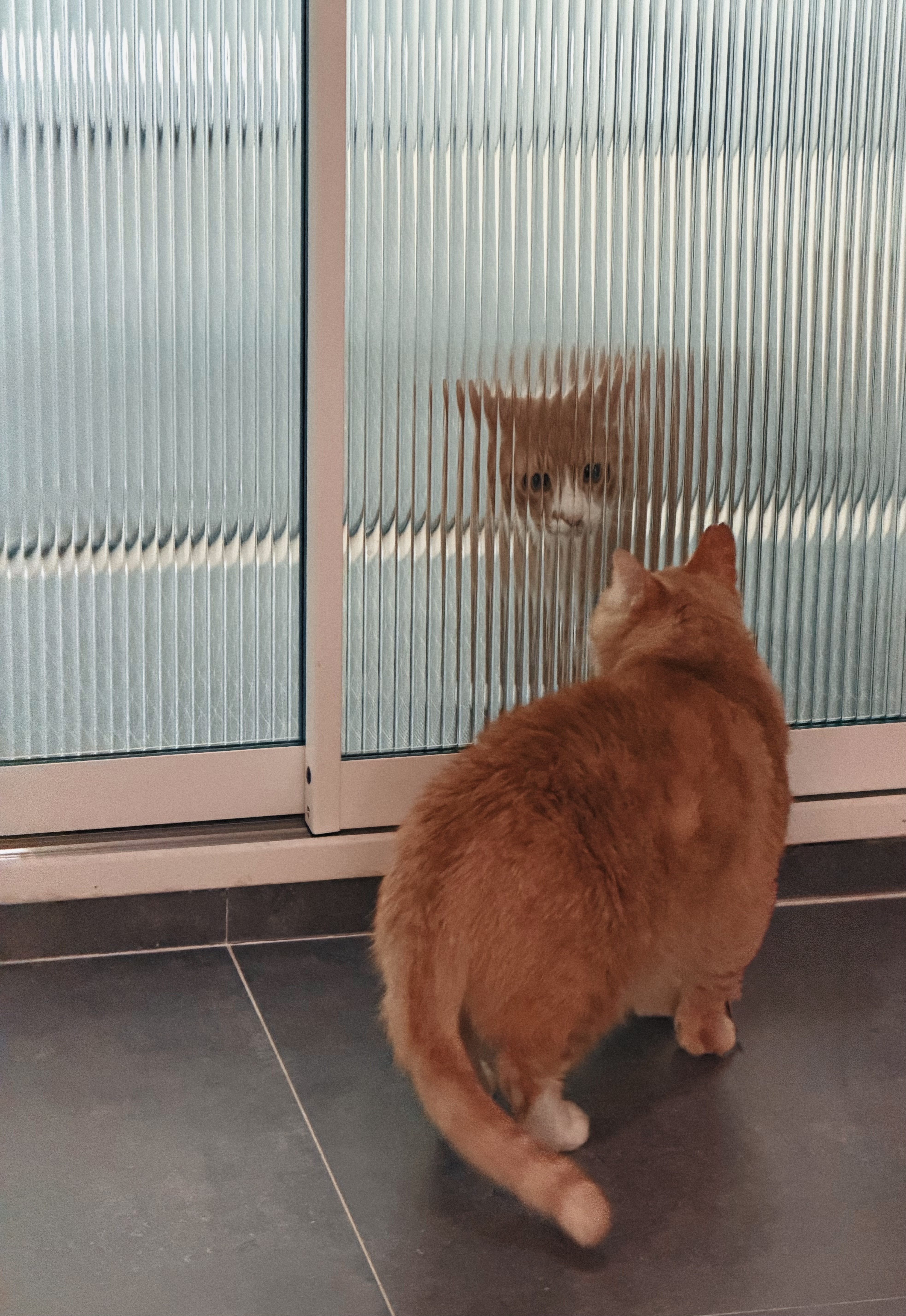 치즈-고양이-셋...한놈만-그림체가-다름-3-이미지