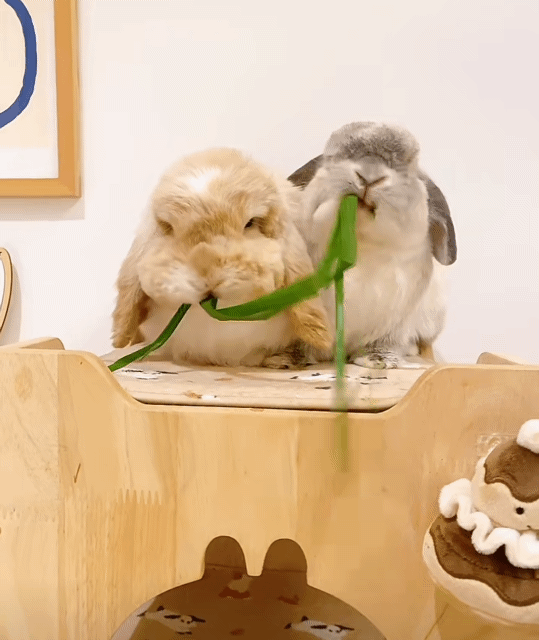 풀떼기-나눠먹는-토끼들-0-이미지