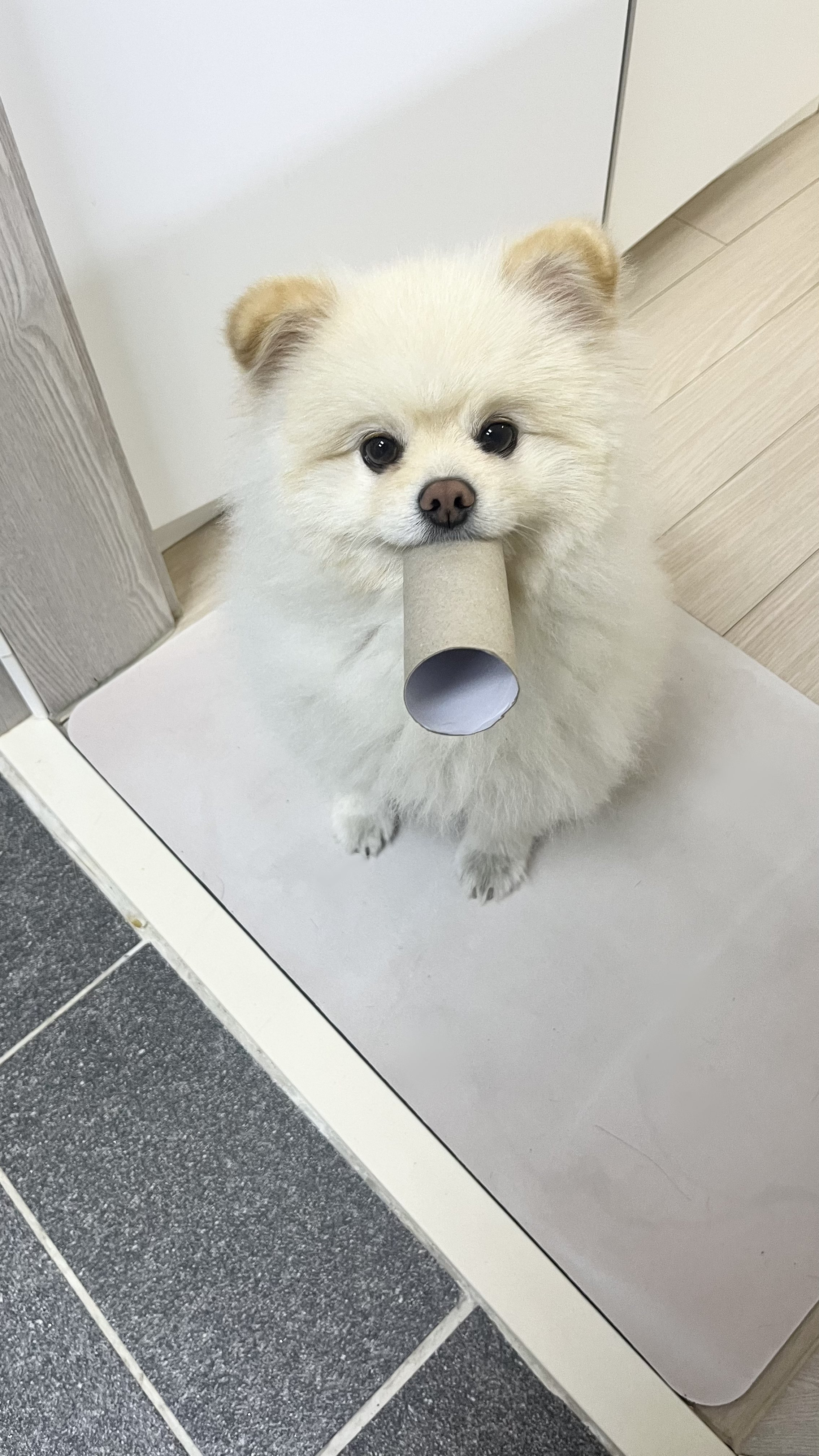 화장실-매니절-부른적-없다고...twt-7-이미지