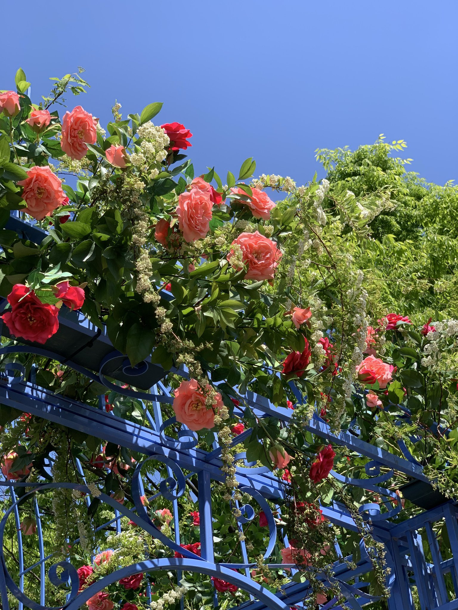고양국제꽃박람회-오픈런-하고옴-‼️-7-이미지