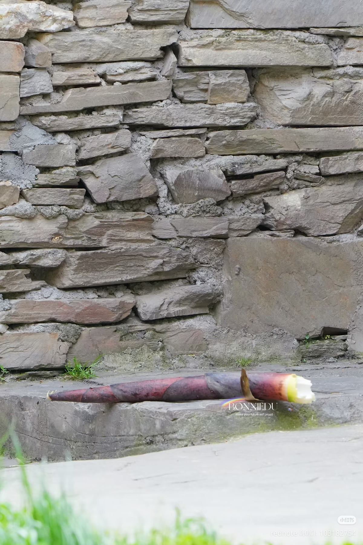 맛없는-죽순을-받은-푸바오의-투명한-표정.jpg-2-이미지