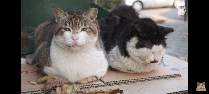 아깽이보다-100배는-만나기-어려운-묘르신들-18-이미지