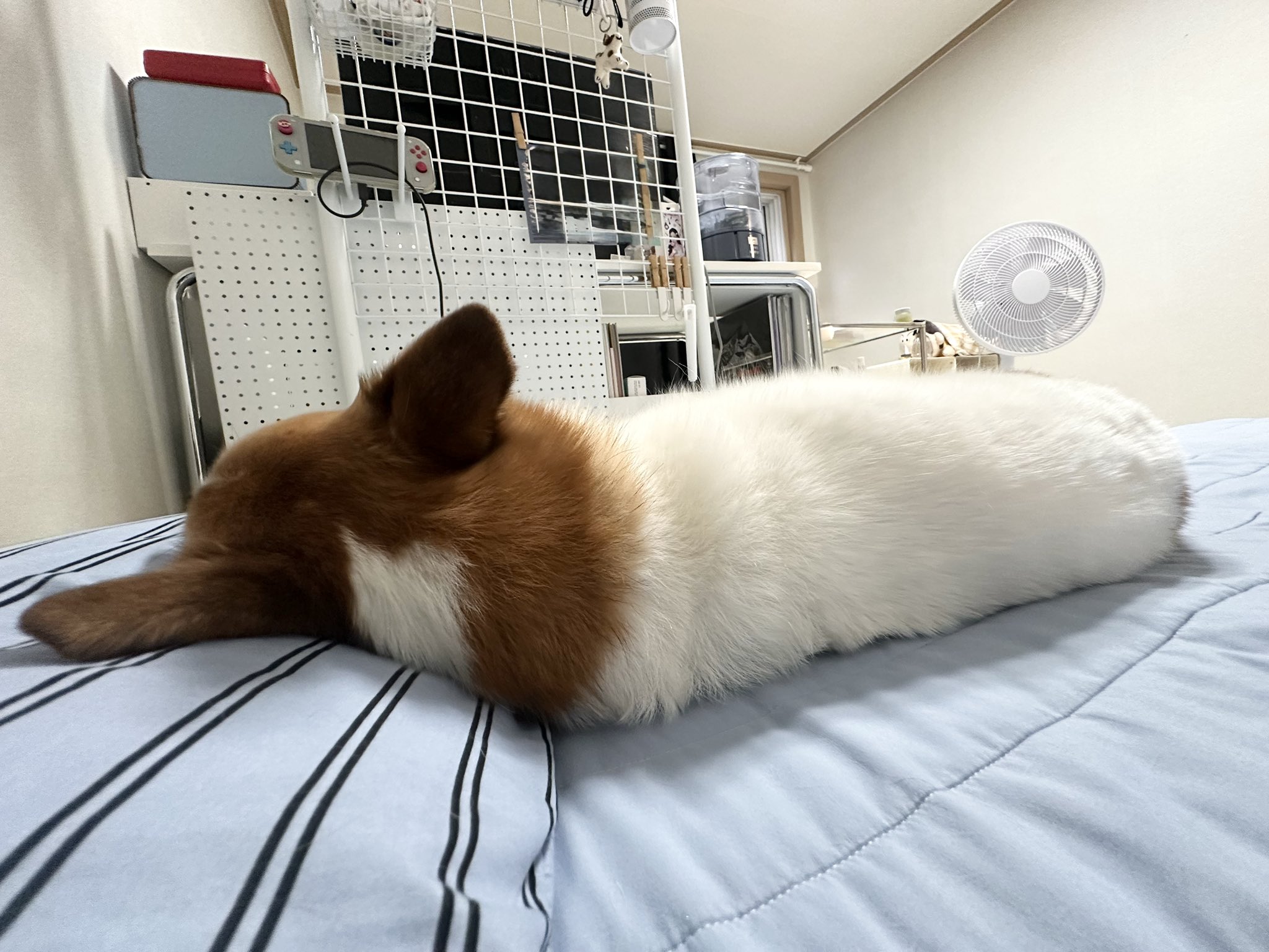 강아지랑-좀-다퉜는데-침대-분위기-어색하다-0-이미지