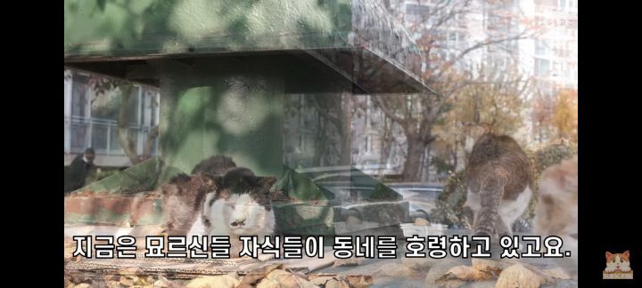 아깽이보다-100배는-만나기-어려운-묘르신들-12-이미지