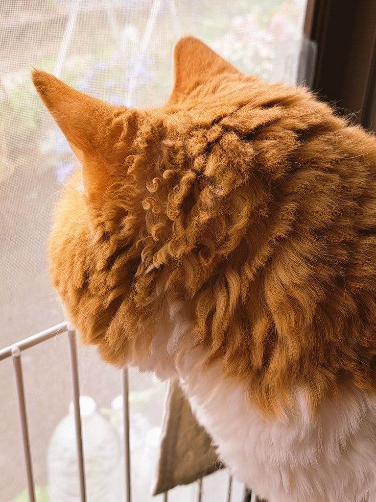 비오니까-털이-꼬불꼬불해진-고양이.x-1-이미지