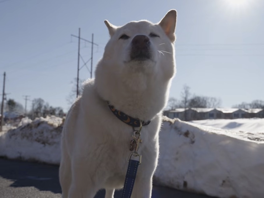 이제-강아지-산책도-AI-로봇이-해줌-1-이미지