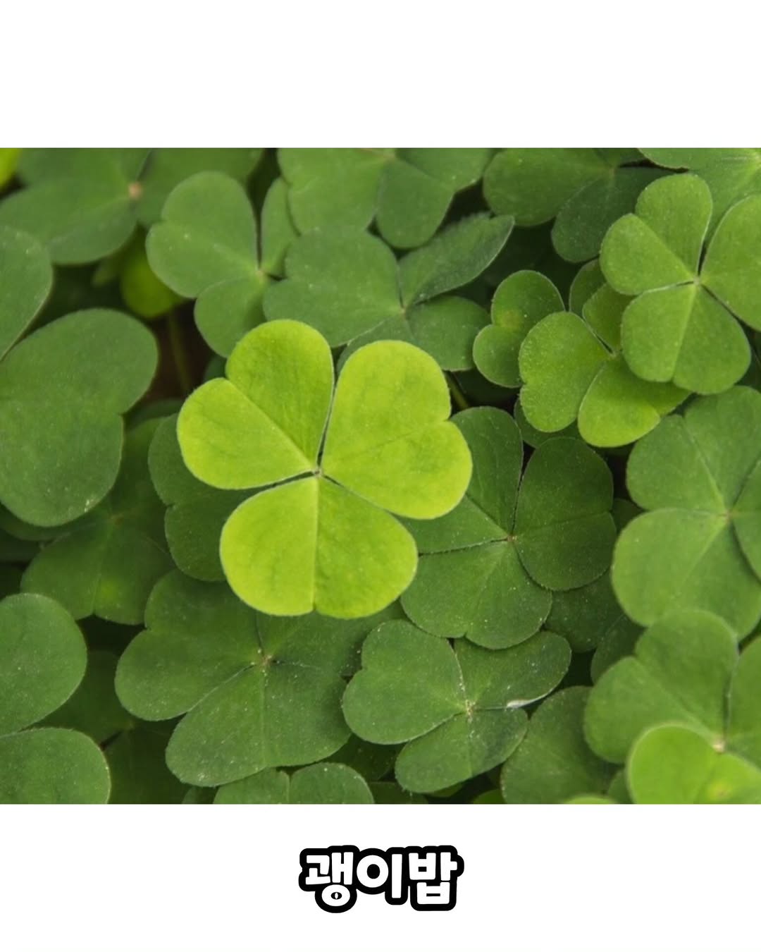 네잎클로버의-진실-3-이미지