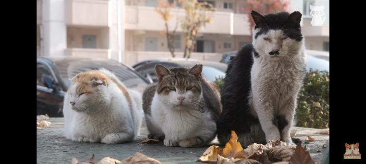 아깽이보다-100배는-만나기-어려운-묘르신들-1-이미지