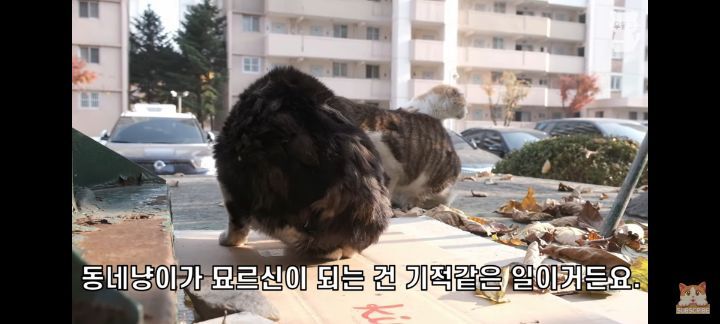 아깽이보다-100배는-만나기-어려운-묘르신들-4-이미지