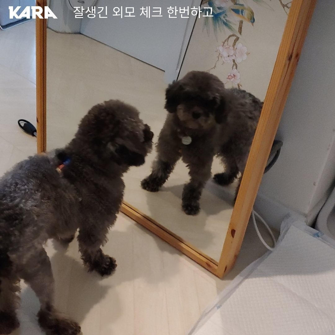 연천-번식장에서-구조된-강아지-입양한-개그맨-이창호-3-이미지