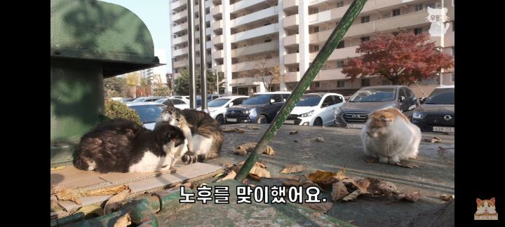 아깽이보다-100배는-만나기-어려운-묘르신들-10-이미지