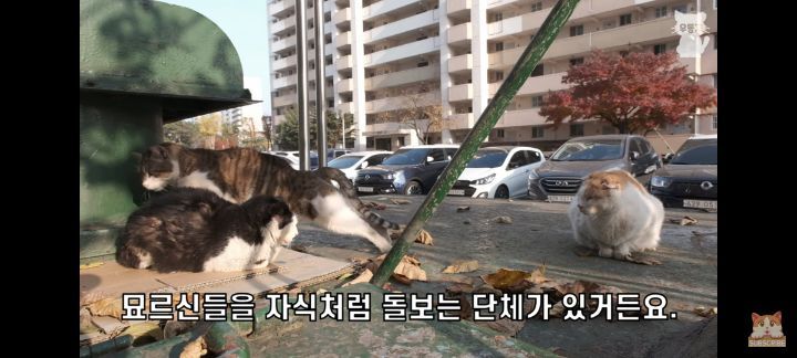 아깽이보다-100배는-만나기-어려운-묘르신들-9-이미지