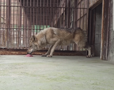 늑구-'바닥-먹방'-논란에…오월드-"늑대는-원래-그릇에-안-먹어"-0-이미지