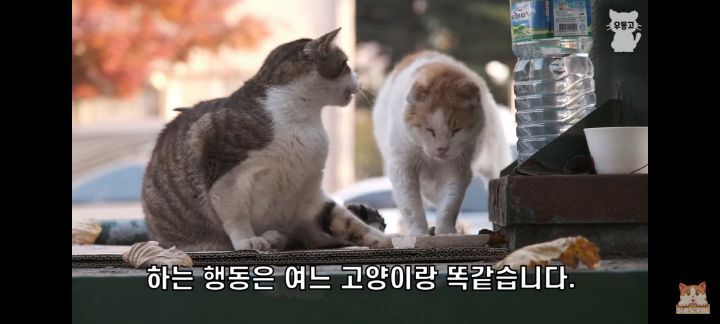 아깽이보다-100배는-만나기-어려운-묘르신들-22-이미지