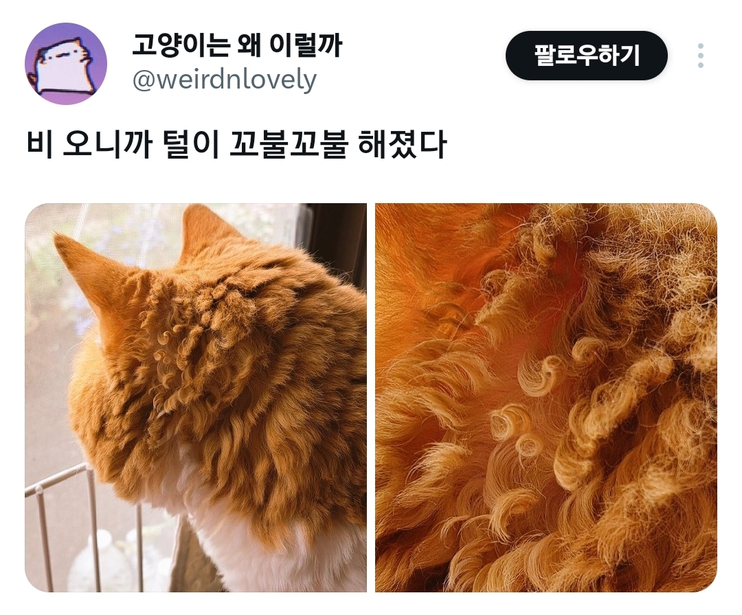 비오니까-털이-꼬불꼬불해진-고양이.x-0-이미지
