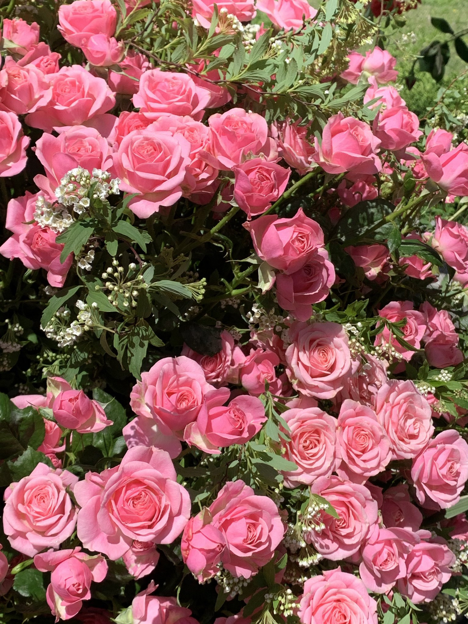 고양국제꽃박람회-오픈런-하고옴-‼️-8-이미지