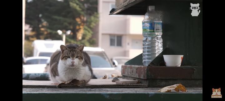 아깽이보다-100배는-만나기-어려운-묘르신들-21-이미지